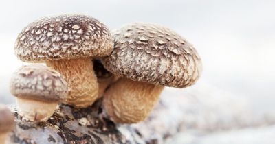 Shiitake (Lentinus edodes) Organic Mushroom Extract 50% Polysaccharides. 100 caps