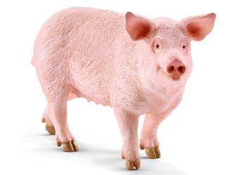 Schleich Collectable - Pig
