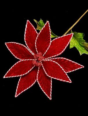 Single Red and White Poinsettia
