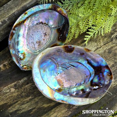 Nz Made Natural Paua Shell (Part Polished)