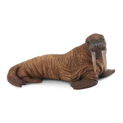 Collect A - Walrus