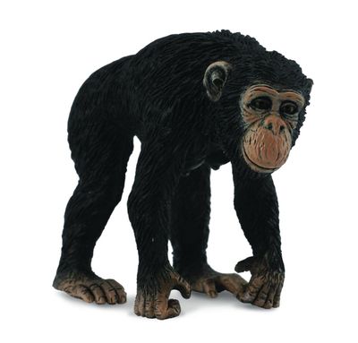 Collect A - Chimpanzee Female