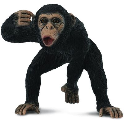 Collect A - Chimpanzee Male