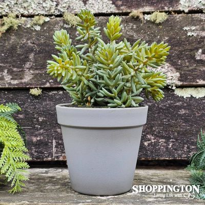 Angelina Succulent Grey Pot 22cm