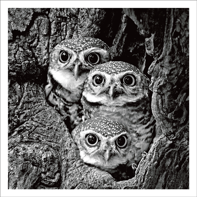 Three baby owls Card