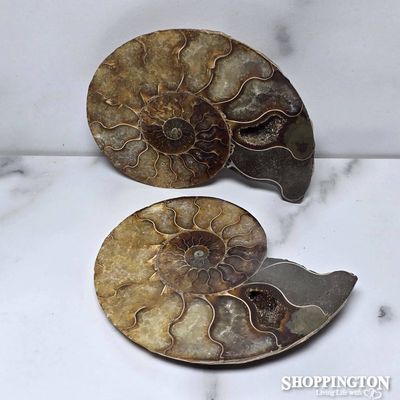 Ammonite Half 9.5cm