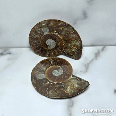 Ammonite Half 7.5cm