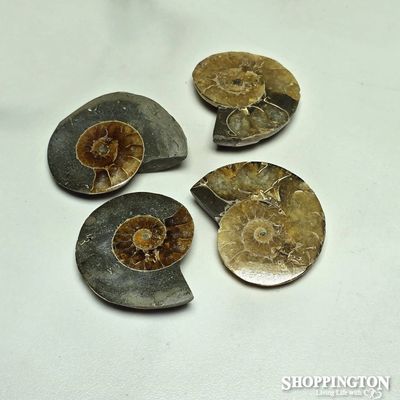 Ammonite Half 4cm