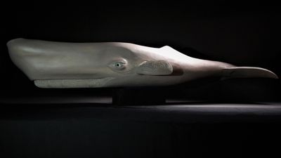&#039;PARAOA&#039; Sperm Whale sculpture by John Collins
