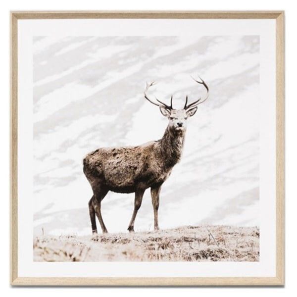 framed deer pictures