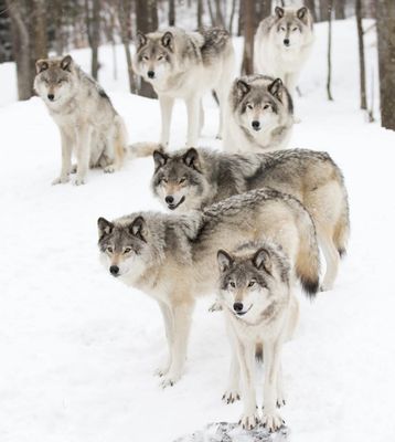 WOLF PACK CANVAS PRINT
