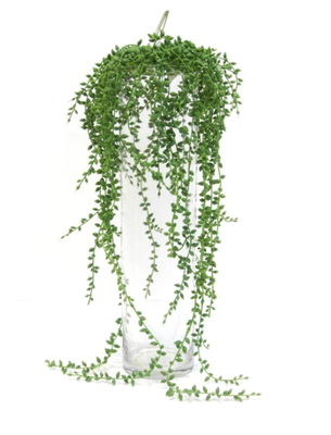 STRING OF PEARLS ON HANGER
