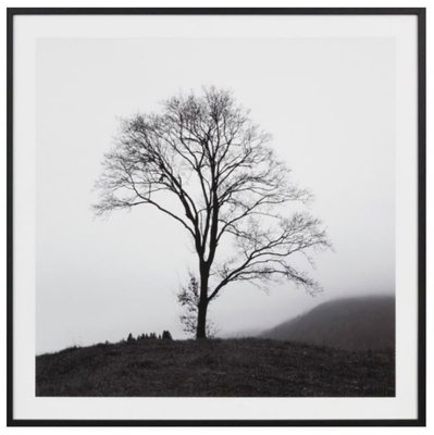 PHOTOGRAPHIC FRAMED LONE MISTY TREE