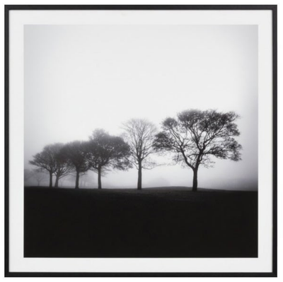 PHOTOGRAPHIC FRAMED MISTY TREES