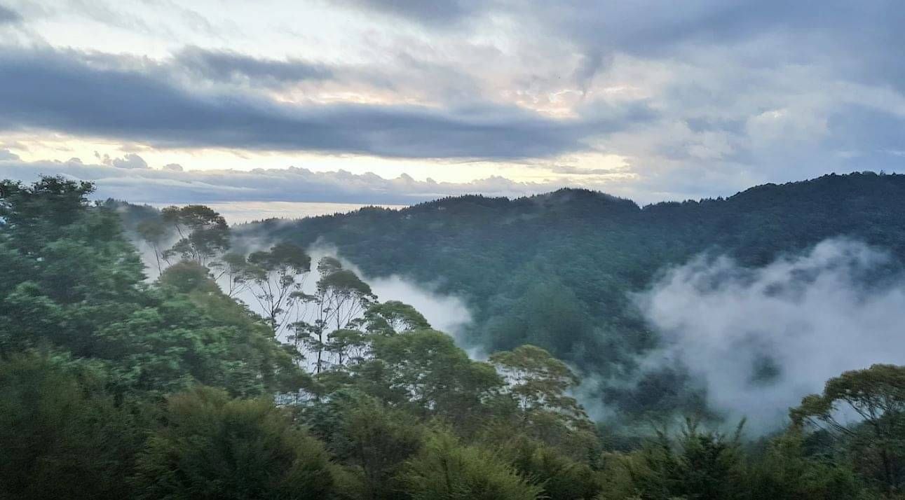 Bush Views across Parua Bay Northland 