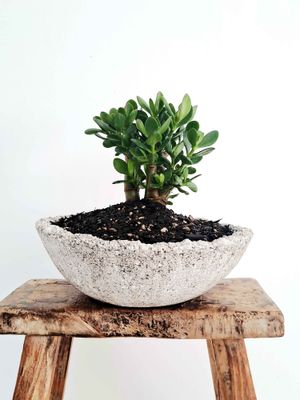 ORBIT PLANTER - LIGHT