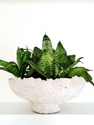 CLEO PLANTER - LIGHT