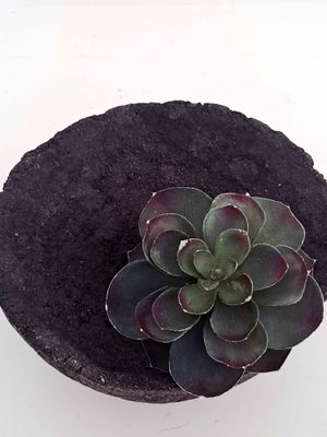 CLEO PLANTER - DARK