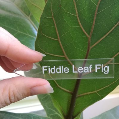 Indoor Plant Name Markers - Clear Acrylic - preorder