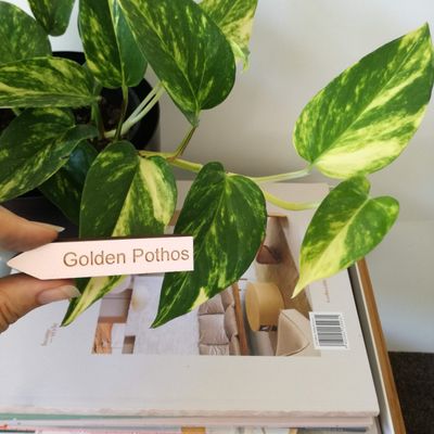 Indoor Plant Name Markers - Wooden - preorder