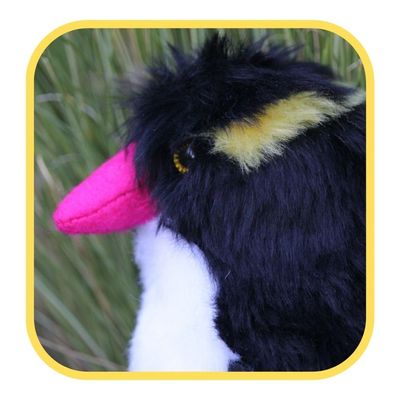 Baby Yellow Eyed Penguin