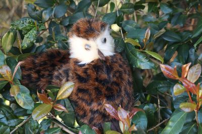 Morepork (Ruru) Small Soft Toy