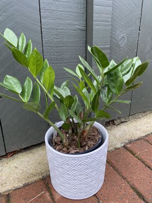 A Potted Zamioculcas