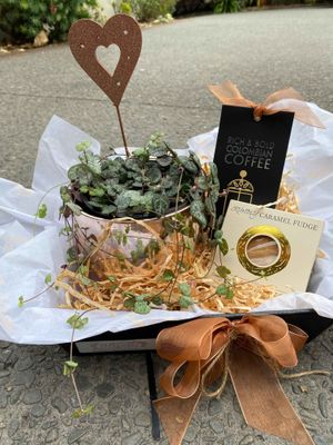 Chain of Hearts Potted plant Gift Pack