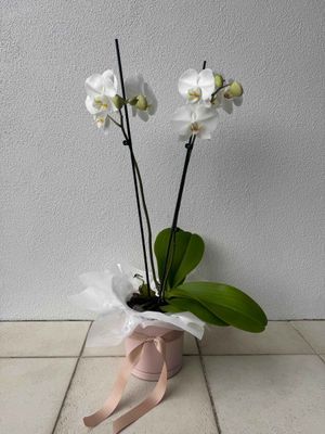 Classic Double Phalaenopsis Orchid