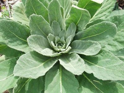 Mullein 1:1 Glycetract