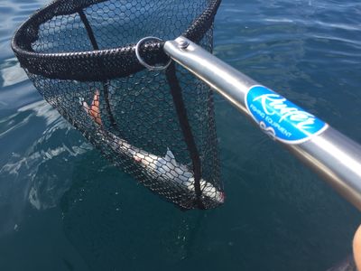 Rusler Fishing Gear  All Stainless JetSki Net, Landing Nets