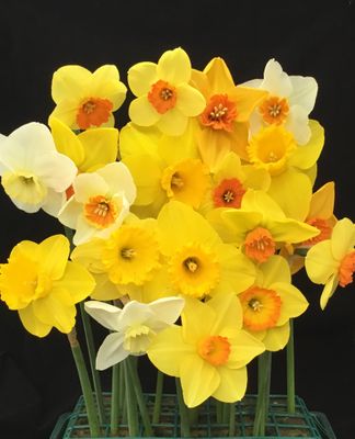 Mixed Daffodil Bulbs