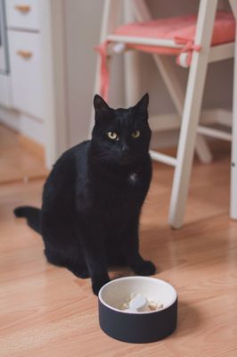 Cleaver Cat Food Bowl 12cm