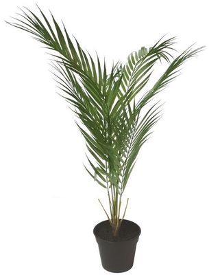 Plant - Fern 700 mm