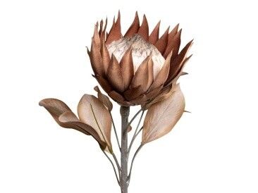 Protea - Large flower - Dried Look