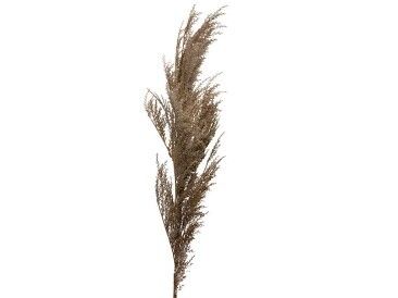 Soft Natural Coral Reed Spray 109cm