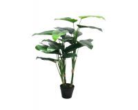 Plant - Philodendrom 100 cm with pot