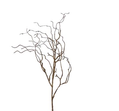 Curly willow - Medium brown