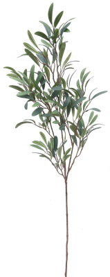 Giant Olive Branch