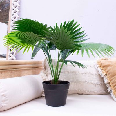 Palm - 50 cm  Fan Palm Plant in Pot