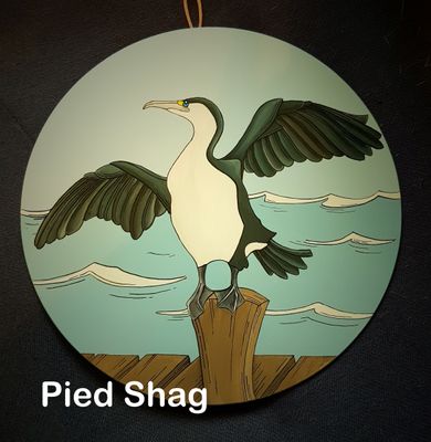 Pied Shag  - Karuhiruhi