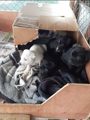 No Parvo No Puppies - Sponsor A Community Dog