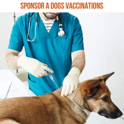 Sponsor a Dogs Vaccination