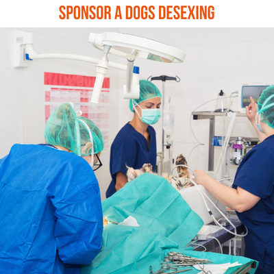 Sponsor a Dogs Desexing