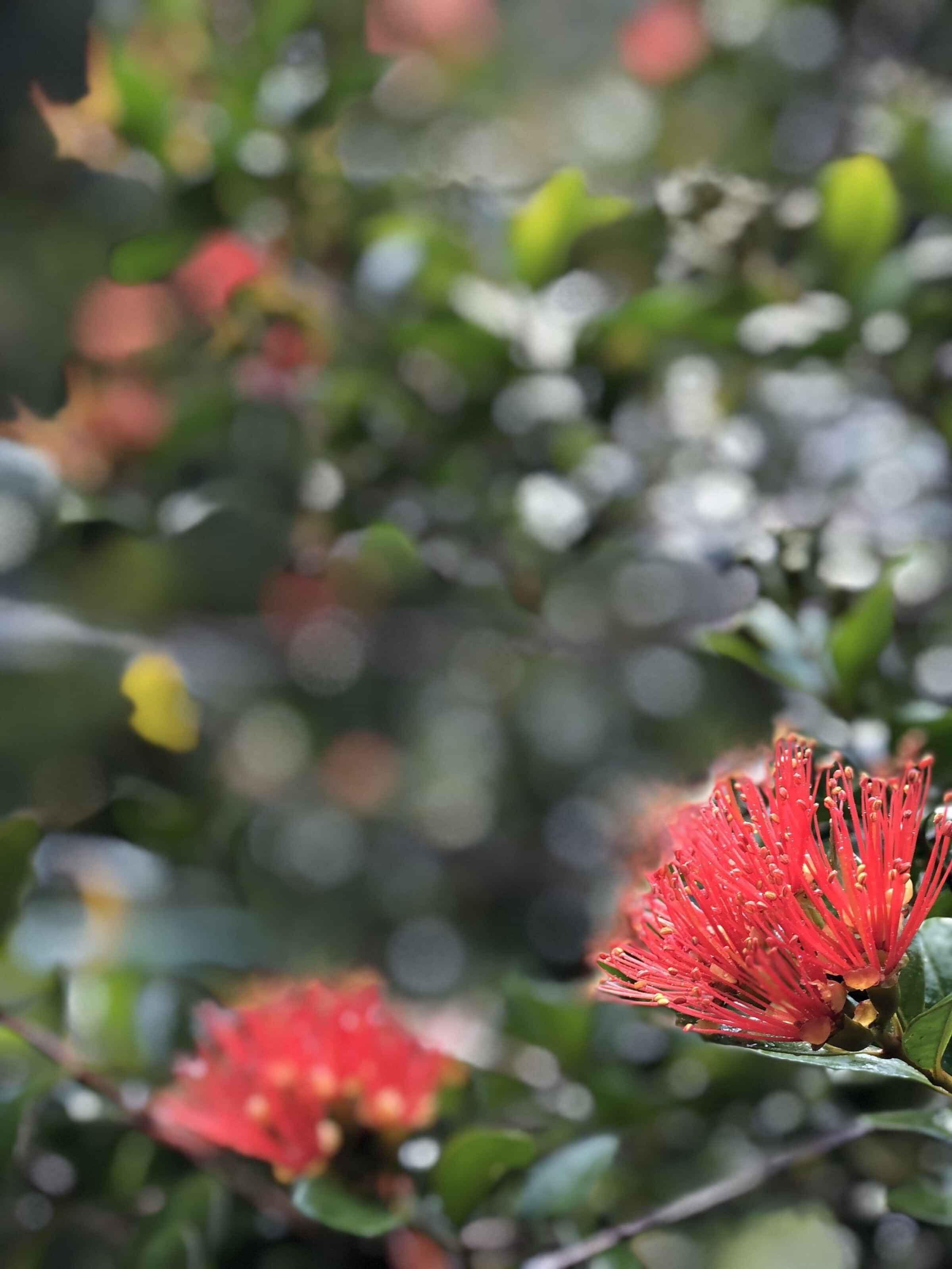 North Island hiking tour