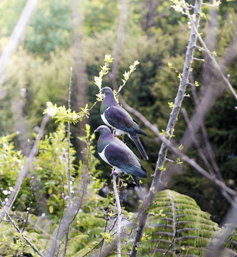 North Island hiking tour