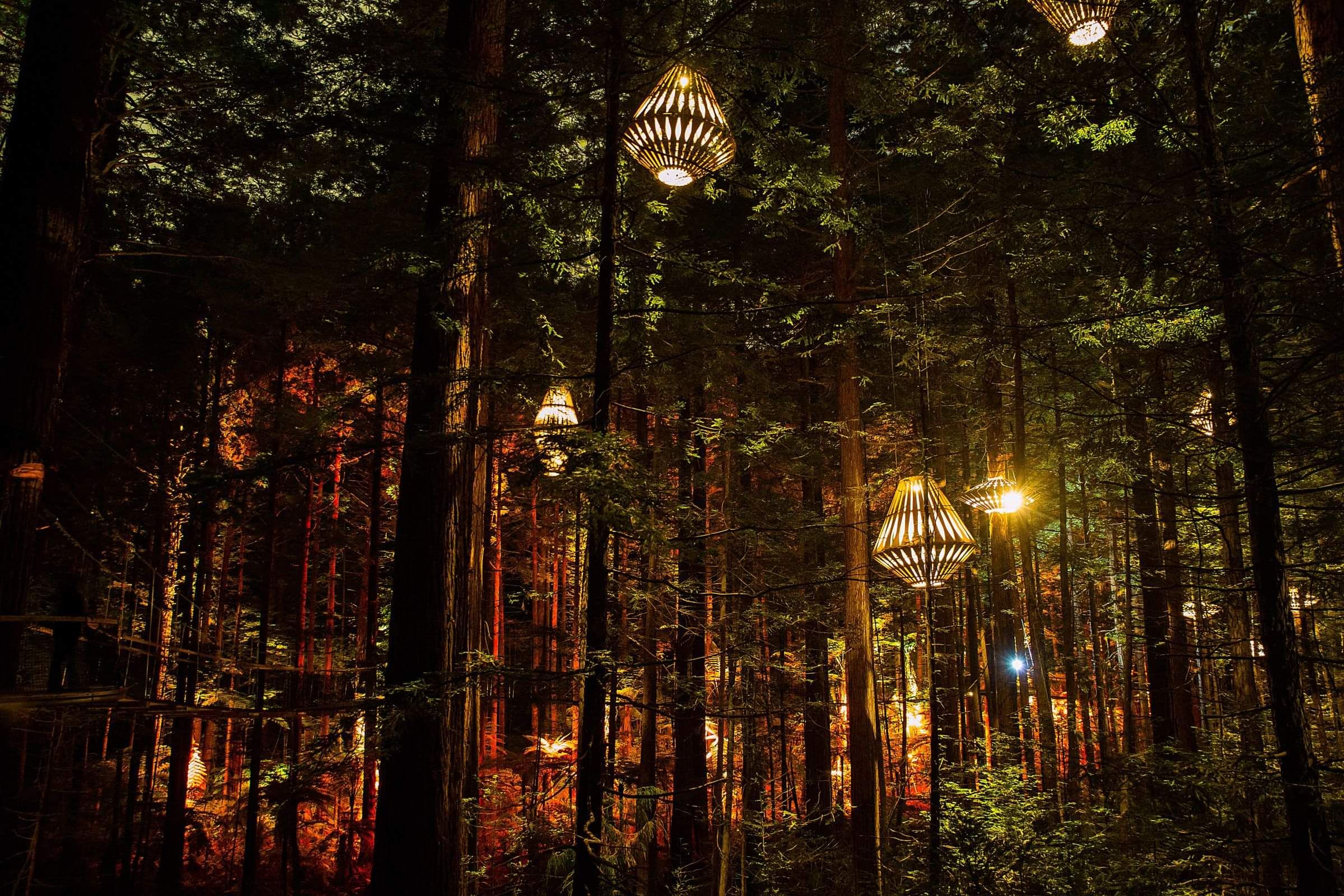 Redwoods Rotorua night treewalk featuring David Trubridge lights