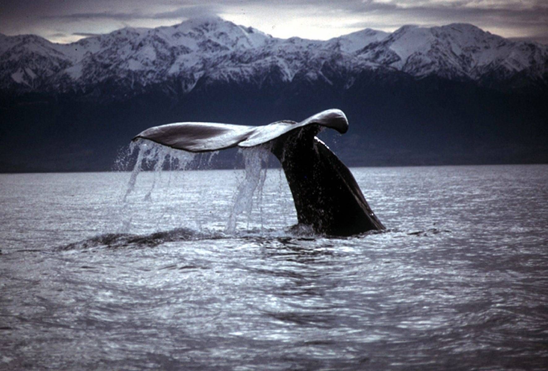 Whale breaching on the guided while visiting Kiakoura in the scenic South Island of New Zealand