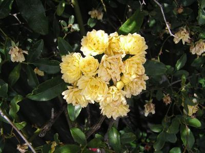 Banksia Lutea species