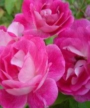 Brilliant Pink Iceberg